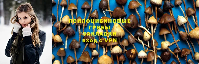 купить наркотики сайты  Арсеньев  Псилоцибиновые грибы Psilocybine cubensis 